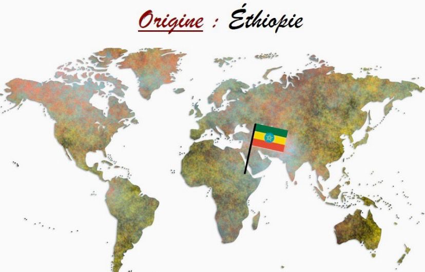 Café d&#39;Ethiopie
