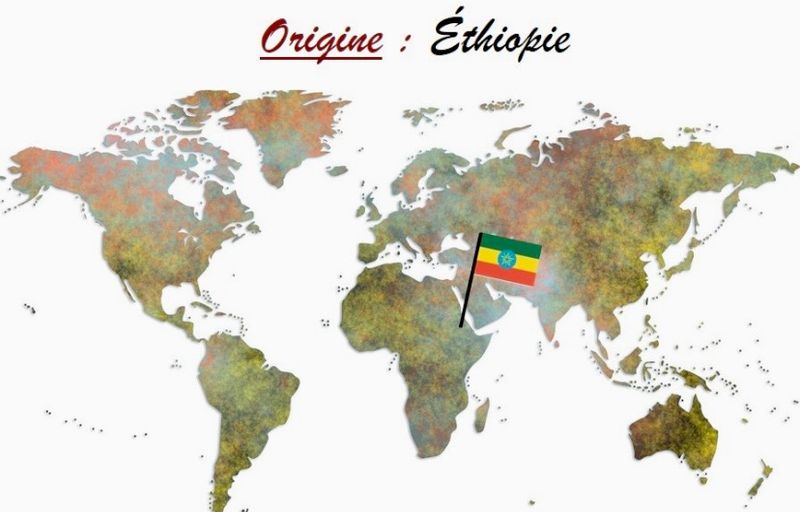 Café d&#39;Ethiopie