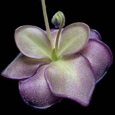 Pinguicula (Butterworts) Mexican