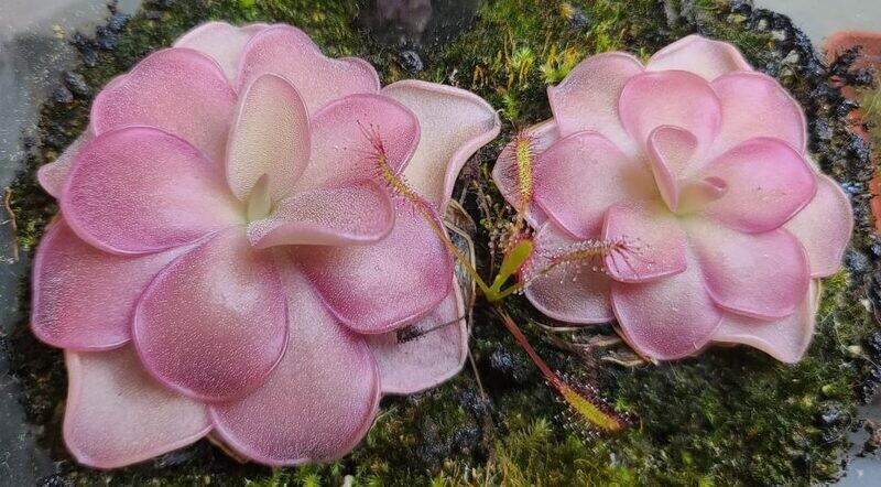 Pinguicula Pirouette