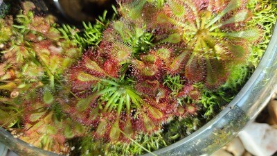 Drosera (Sundews)