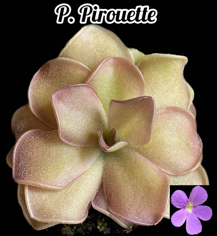 Pinguicula Pirouette