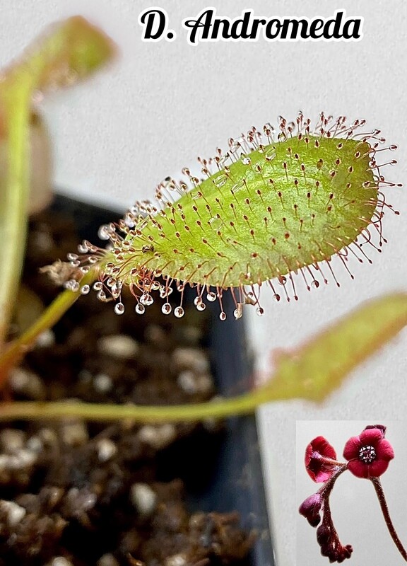 Drosera Andromeda