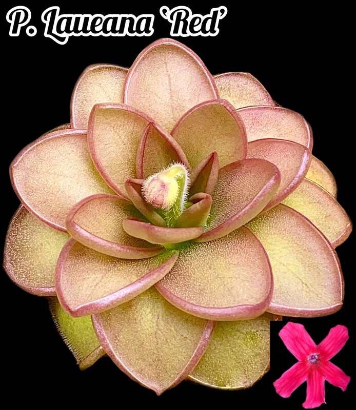 Pinguicula Laueana Red