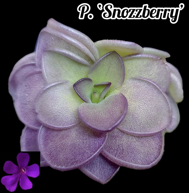 Pinguicula 'Snozzberry'