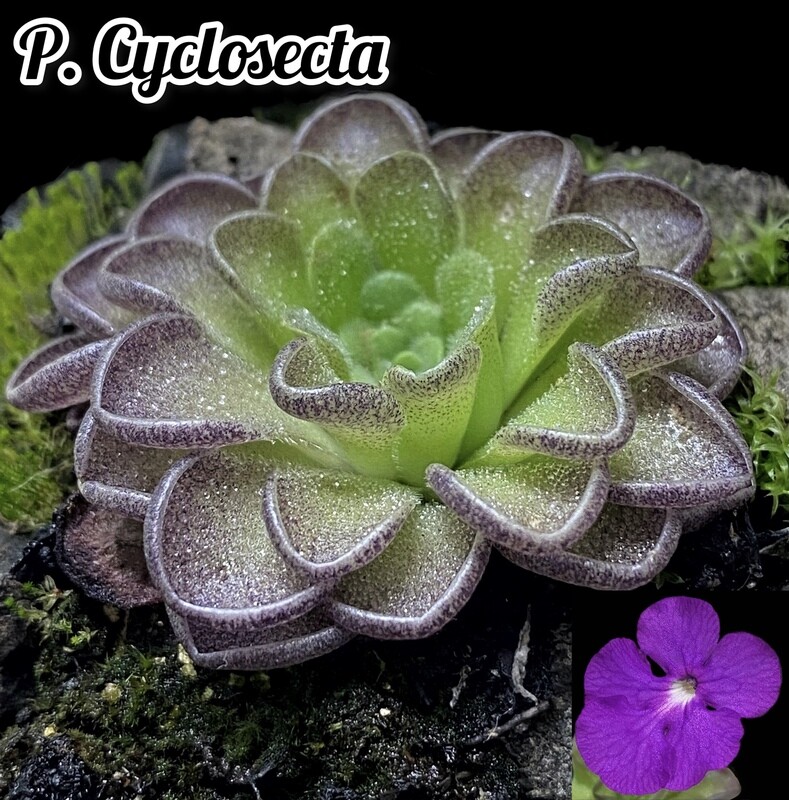 Pinguicula Cyclosecta