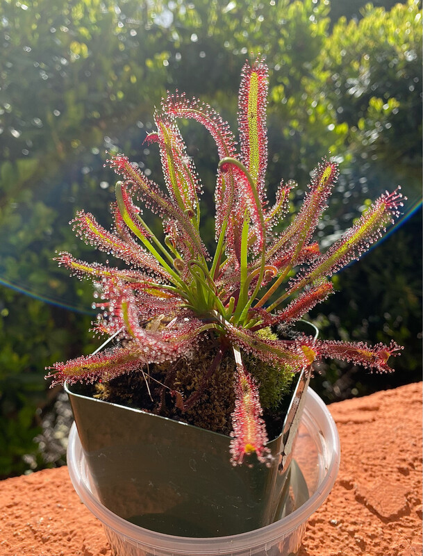 Drosera Capensis