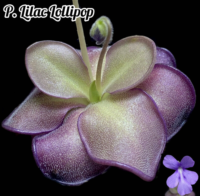 Pinguicula “lilac Lollipop”