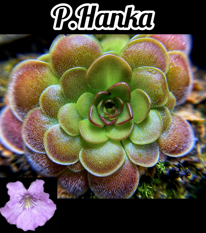 Pinguicula Hanka