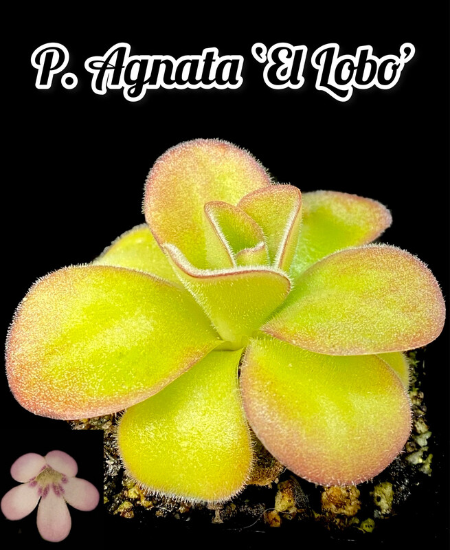 Pinguicula Agnata ‘El Lobo’