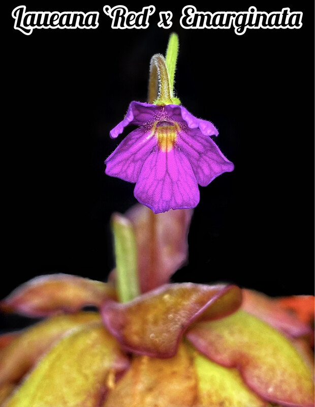 Pinguicula Laueana ‘Red’ x Emarginata