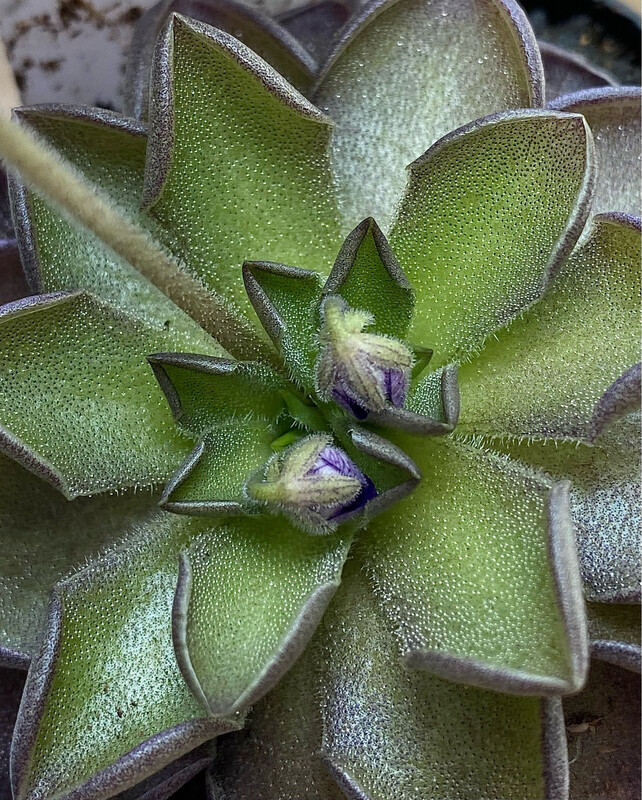 Pinguicula Cyclosecta