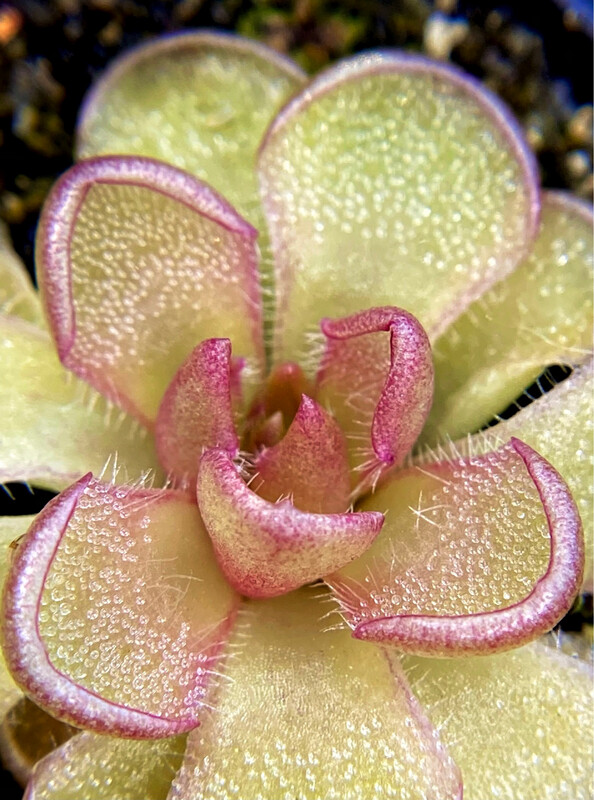 Pinguicula Kondoi