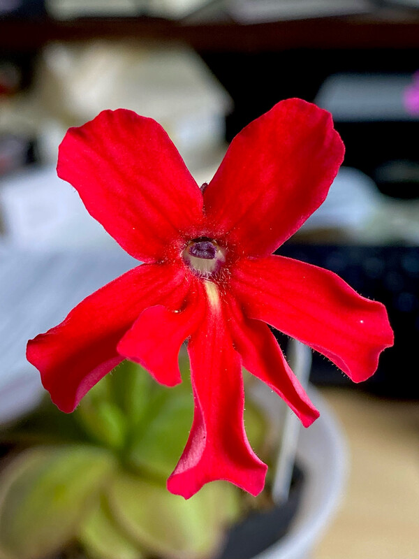 Pinguicula Laueana Red