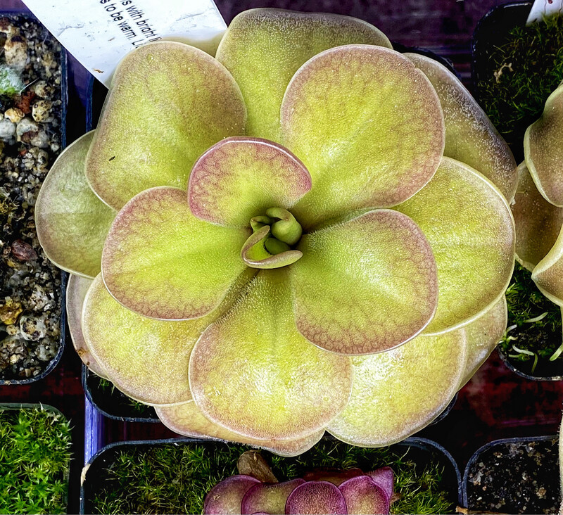 Pinguicula Moranensis ‘J’
