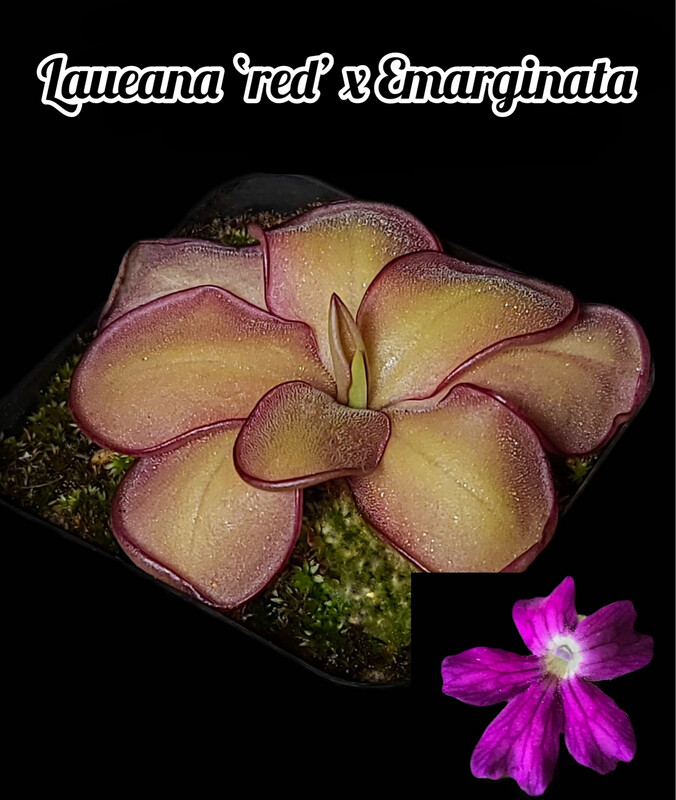 Pinguicula Laueana ‘Red’ x Emarginata