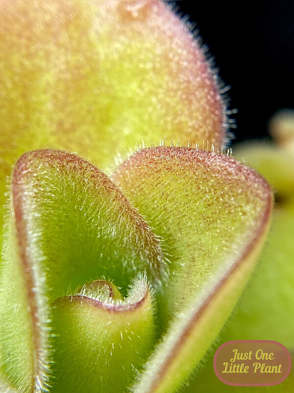 Pinguicula Agnata ‘El Lobo’