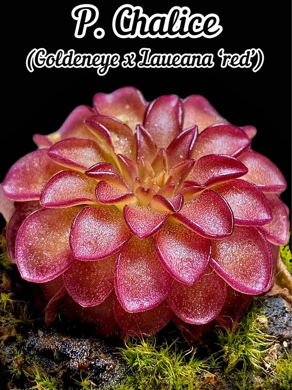 Pinguicula “Chalice”