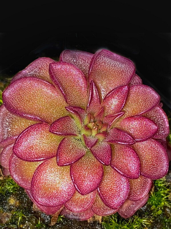 Pinguicula “Chalice”