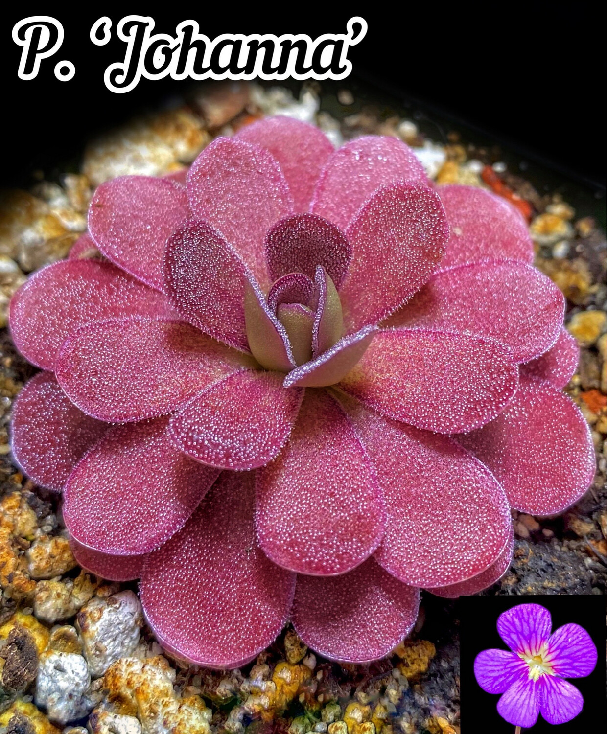 Pinguicula Johanna