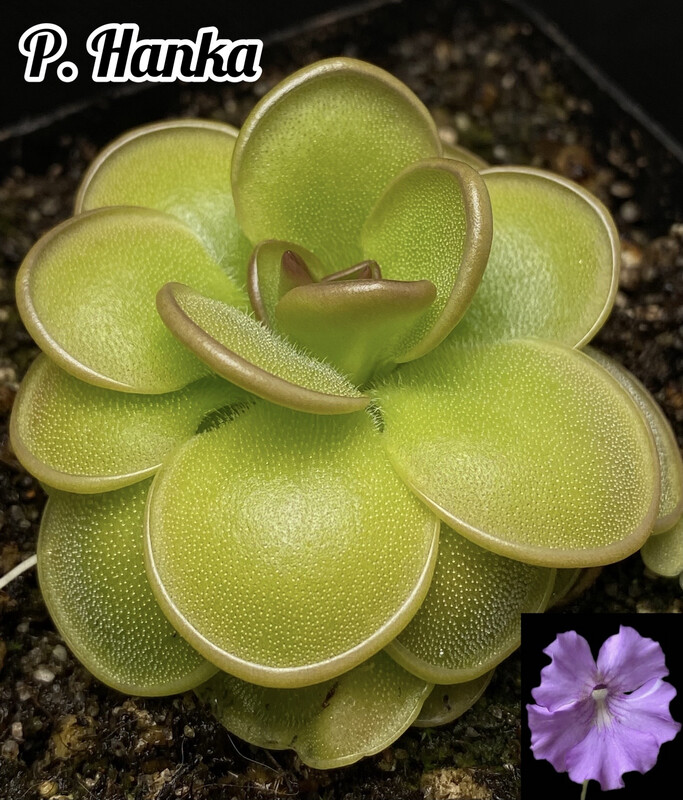 Pinguicula Hanka