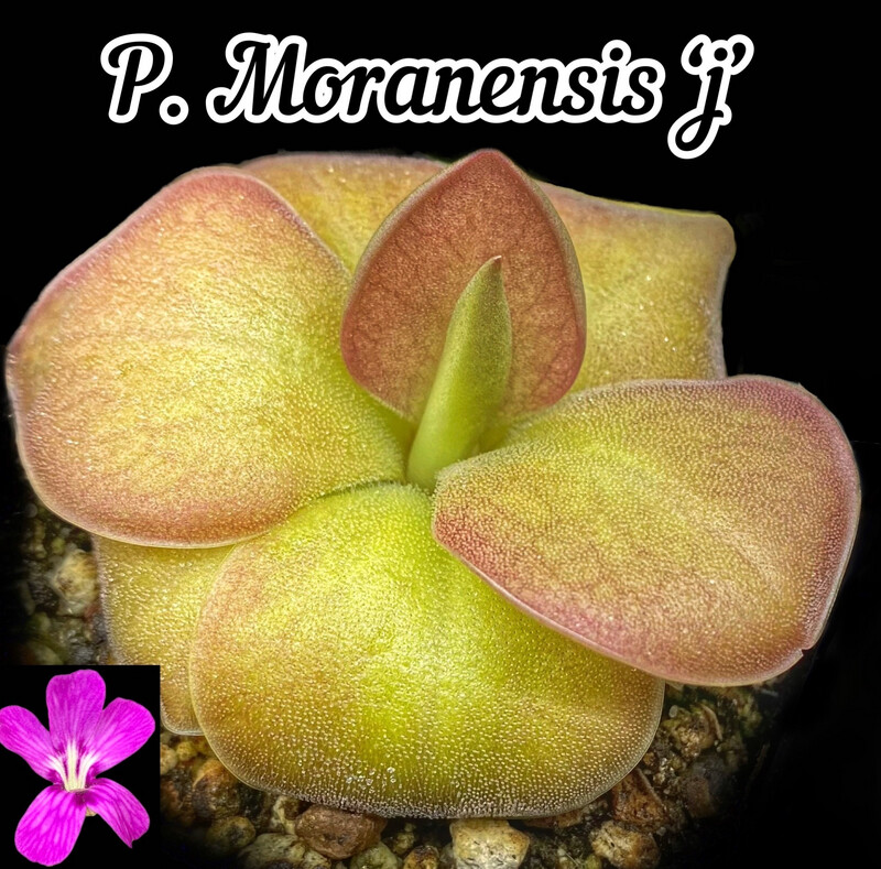 Pinguicula Moranensis ‘J’