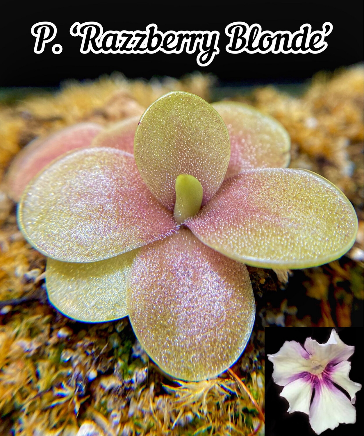 Pinguicula “Razzberry Blonde”