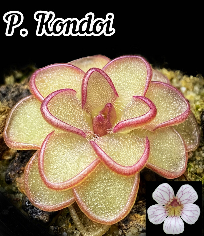 Pinguicula Kondoi
