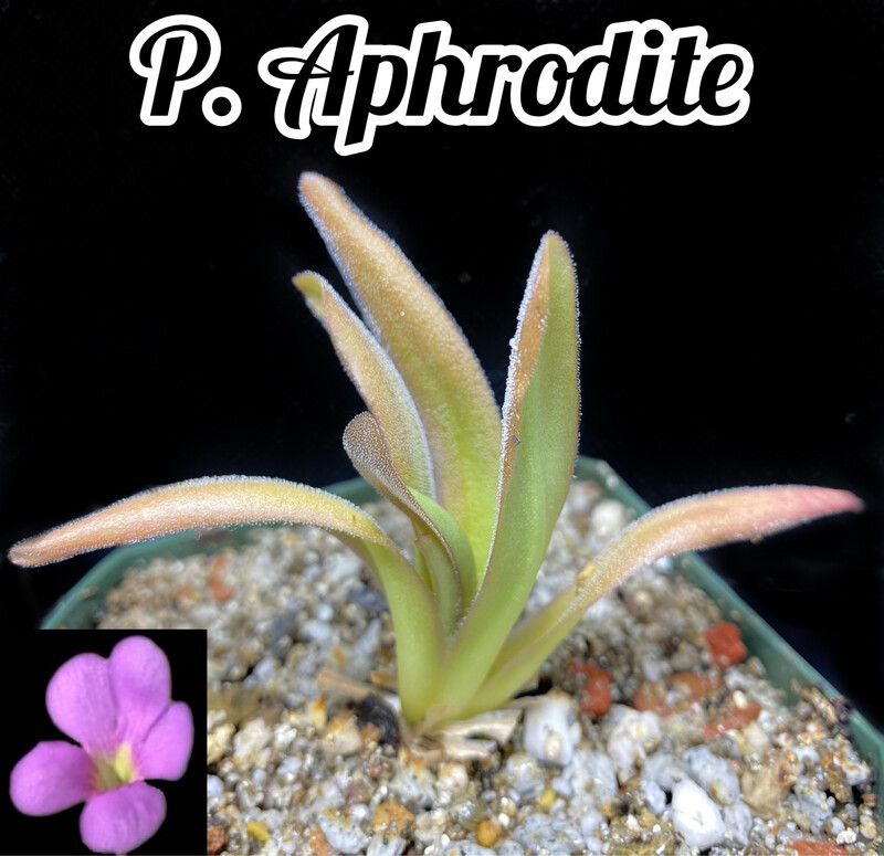 Pinguicula Aphrodite