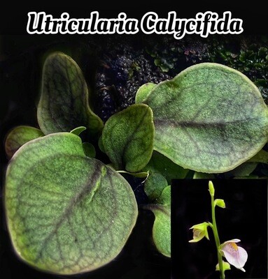 Utricularia