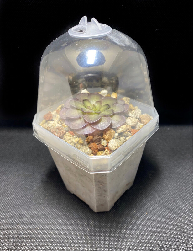 Clear 2.75 Inch Easy Care Pot With Ping Mix