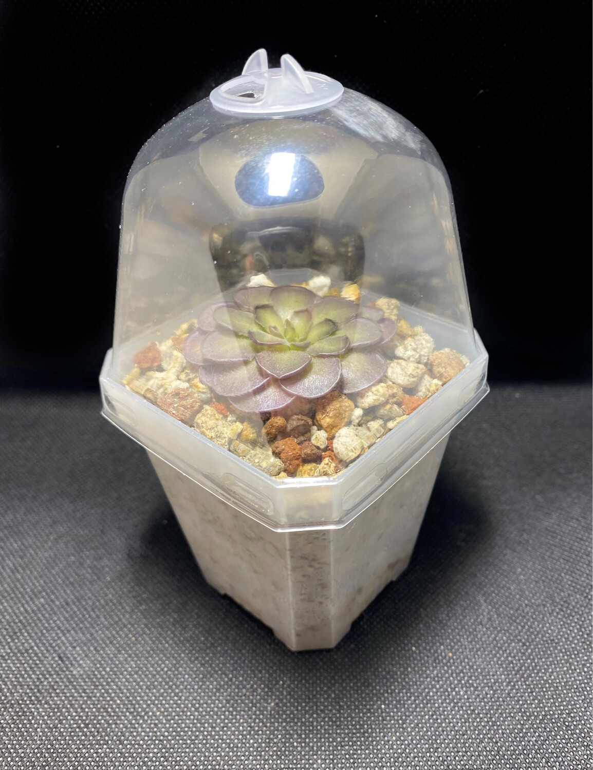 Clear 2.75 Inch Easy Care Pot With Ping Mix