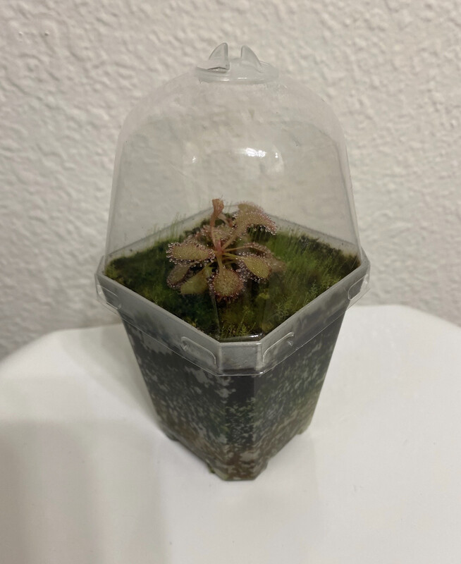 Clear 2.75 Inch Easy Care Pot Utric/drosera Mix
