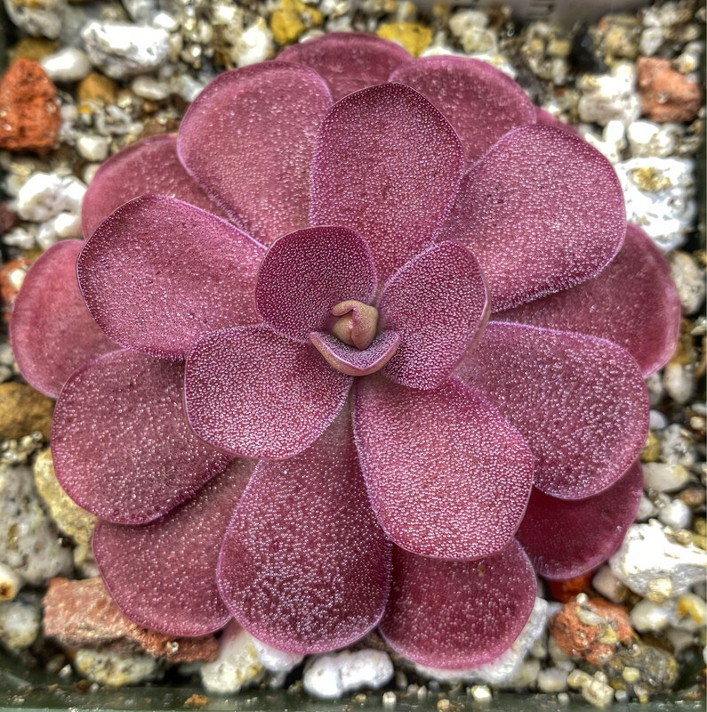 Pinguicula Johanna