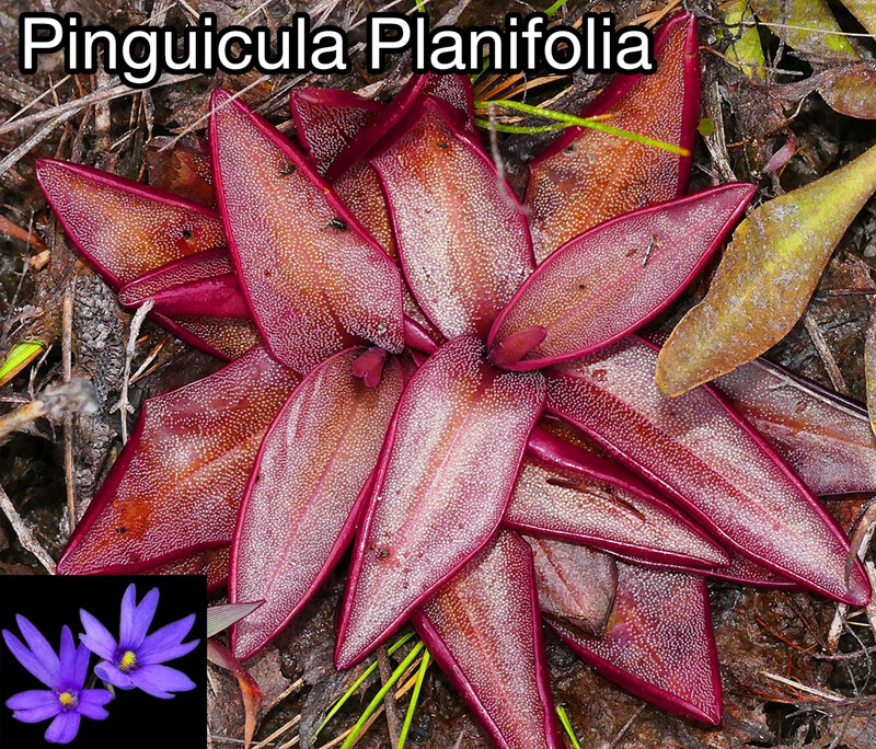 Pinguicula Planifolia