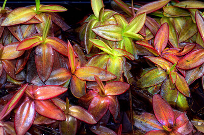 Warm Temperate Pinguicula 