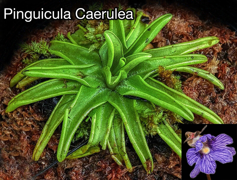 Pinguicula Caerulea