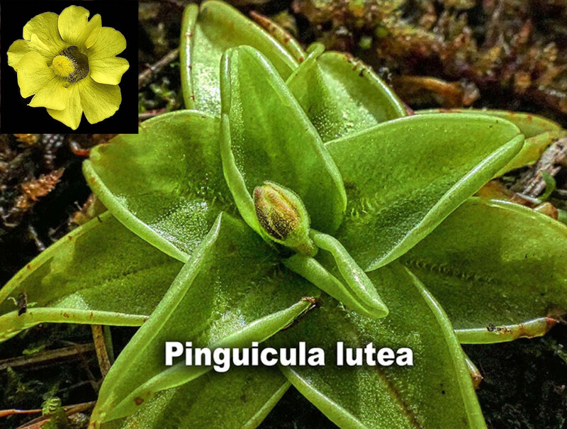 Pinguicula Lutea