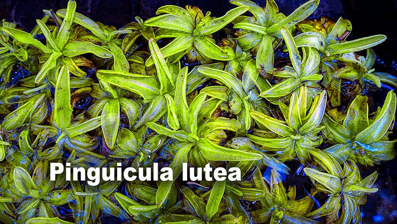 Pinguicula Lutea