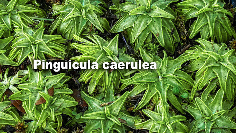 Pinguicula Caerulea