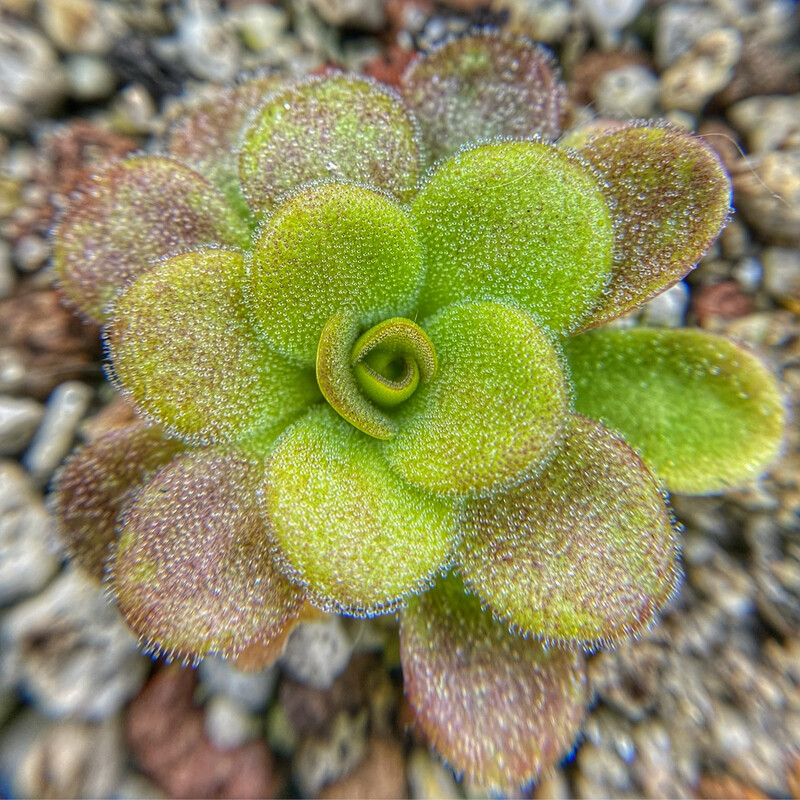 Pinguicula Martinezii