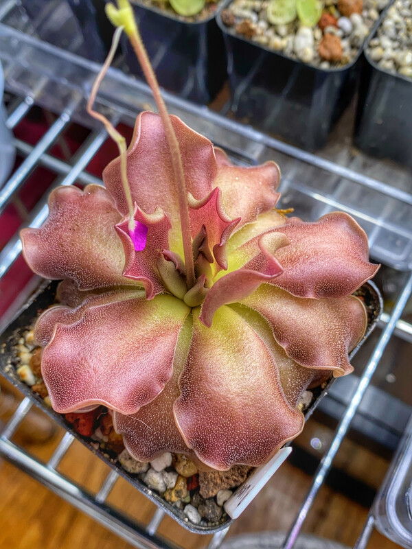 Pinguicula 'Weser' (Ruffled Form)