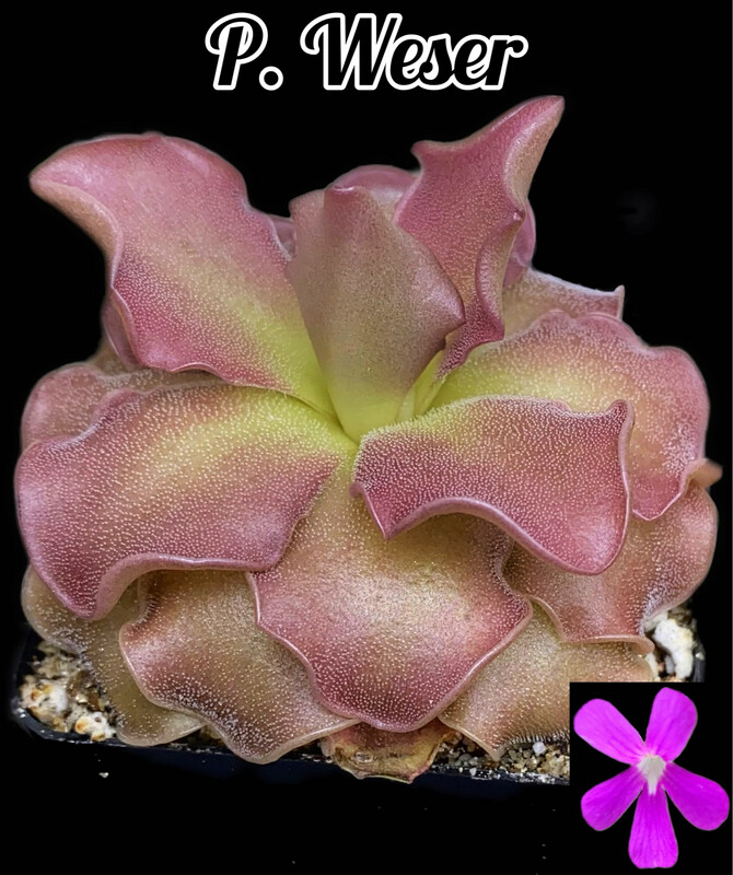 Pinguicula 'Weser' (Ruffled Form)