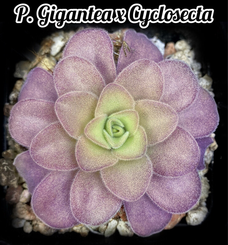 Pinguicula Gigantea X Cyclosecta