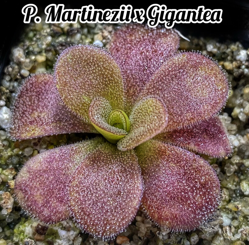 Pinguicula Martinezii X Gigantea