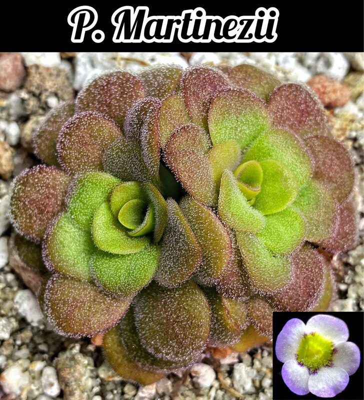 Pinguicula Martinezii