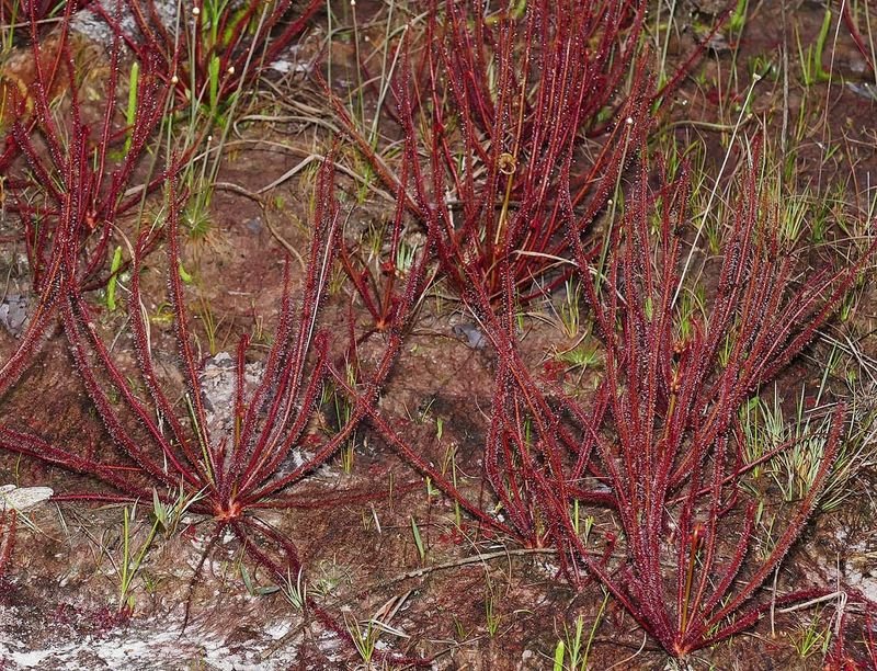 DROSERA FILIFORMIS VAR. FLORIDANA RED