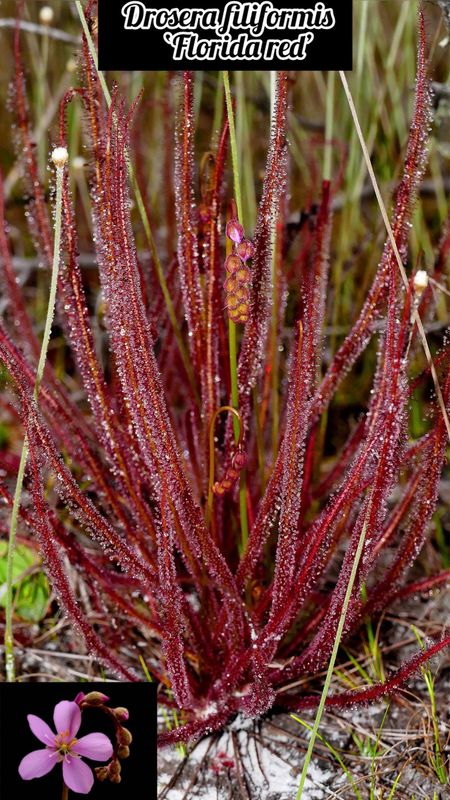 DROSERA FILIFORMIS VAR. FLORIDANA RED