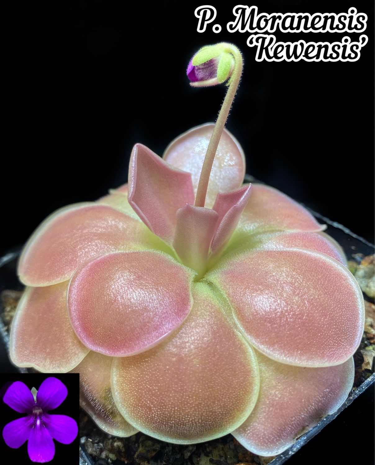 Pinguicula Kewensis