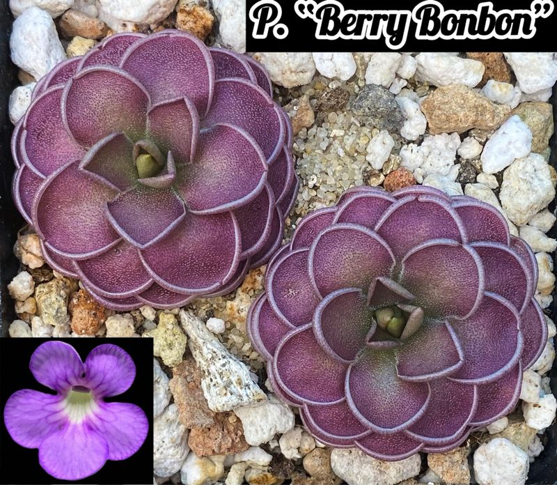 Pinguicula “Berry Bonbon”